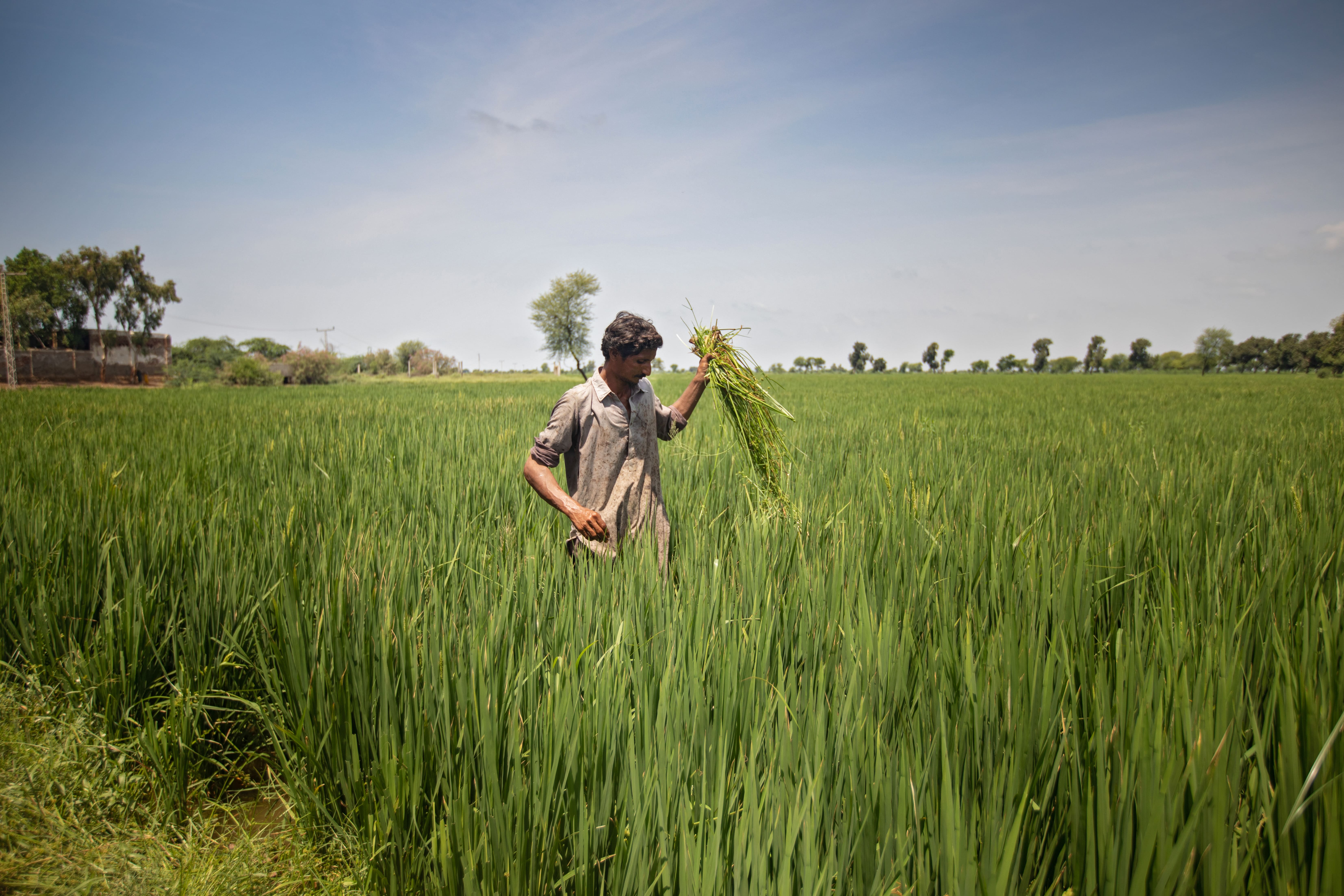 pakistan agriculture 2020